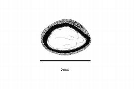   Embryo:   Zanthoxylum americanum ; Illustration by K. Parker, Kirkbride et al. (2006)
